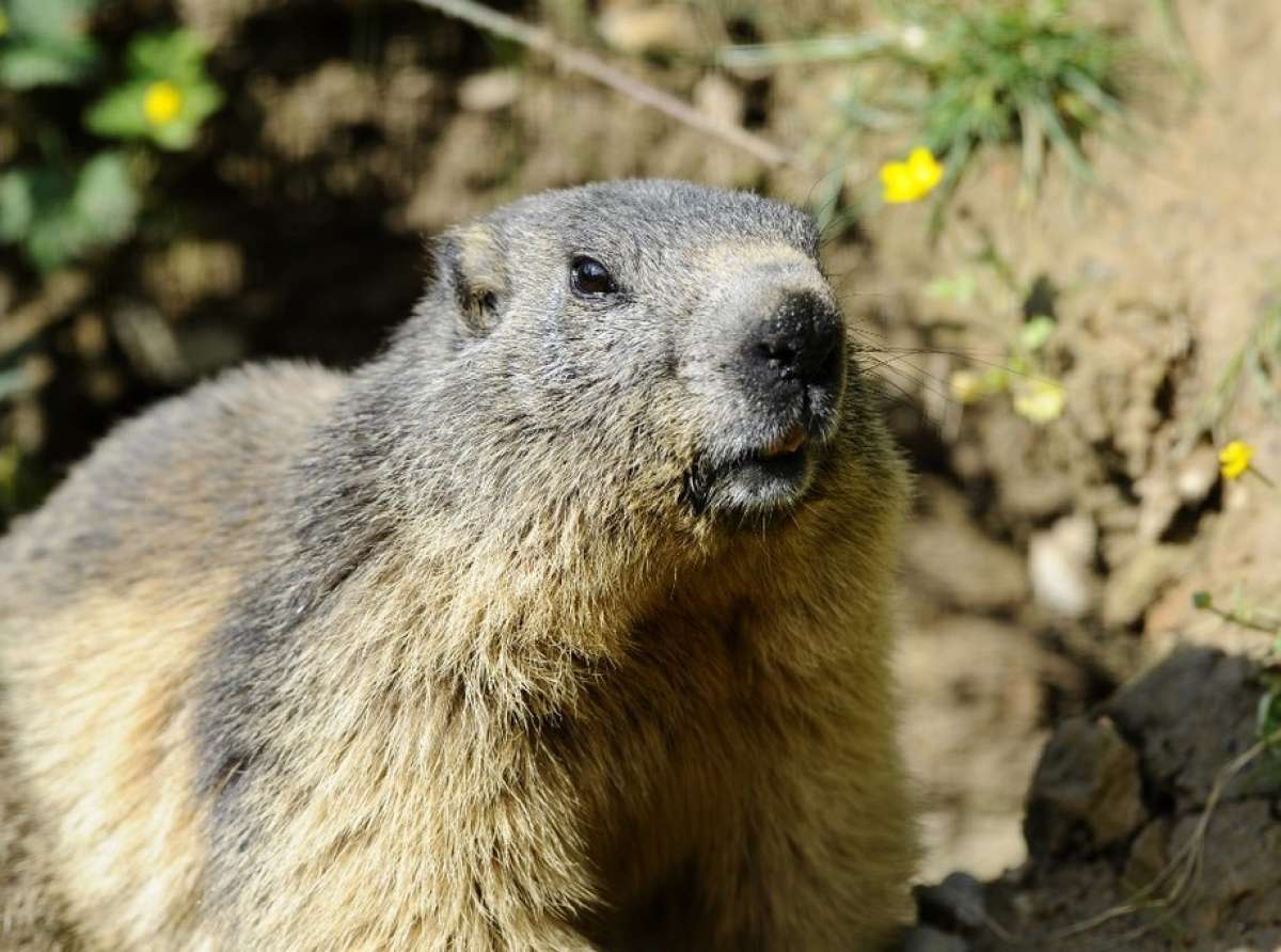 Adolescente que ingeriu carne de marmota morre de peste bubônica na Mongólia