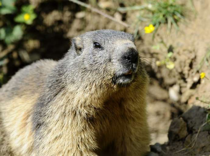 Adolescente que ingeriu carne de marmota morre de peste bubônica na Mongólia