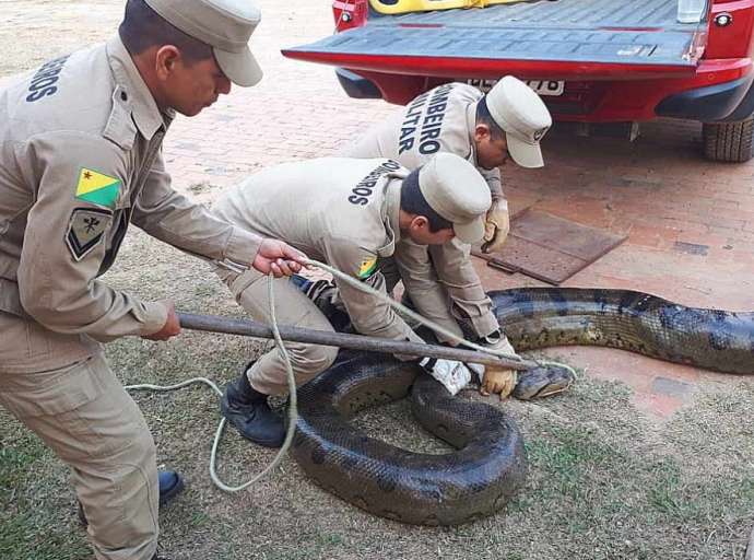 Anaconda gigante de quase seis metros é capturada em Sena Madureira