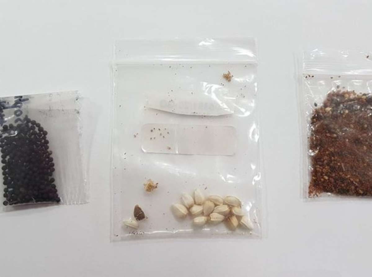 Sementes misteriosas supostamente vindas da China e entregues no Brasil têm fungos, bactérias e possíveis pragas
