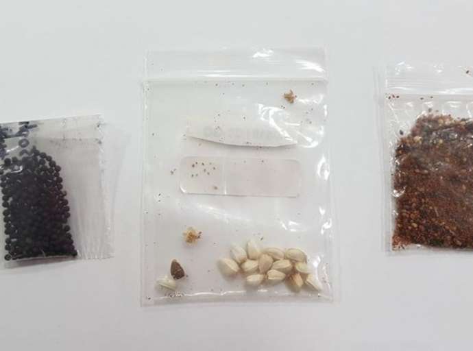 Sementes misteriosas supostamente vindas da China e entregues no Brasil têm fungos, bactérias e possíveis pragas