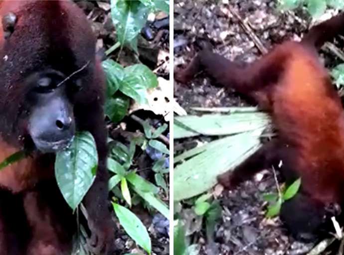 Homem encontra macacos agonizando com falta de ar em Plácido de Castro; assista o vídeo