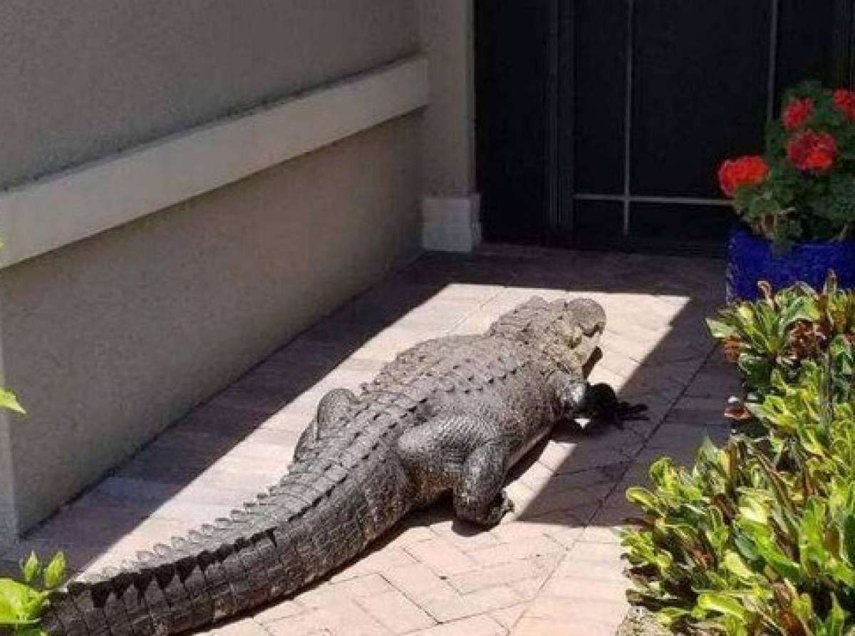 Jacaré gigante é atraído por cão e para diante de porta de casa em Ave Maria