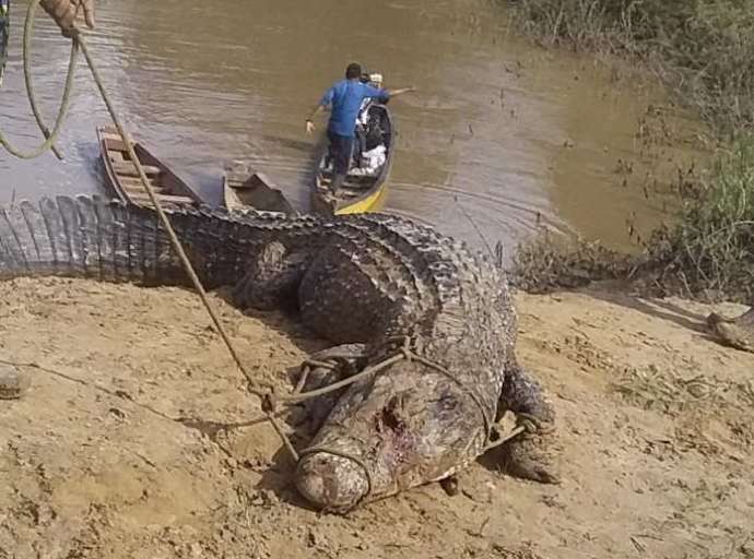 Jacaré gigante é abatido no interior do Acre por moradores: "devorou dois cachorros e uma capivara"