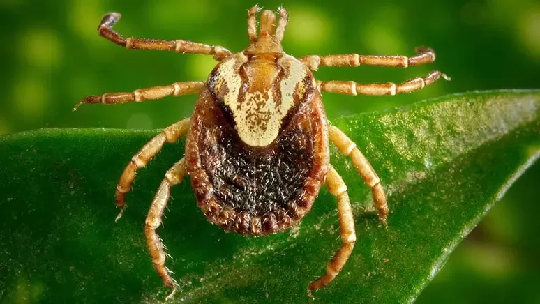 Acre não têm registros de carrapatos que transmitem a febre maculosa brasileira