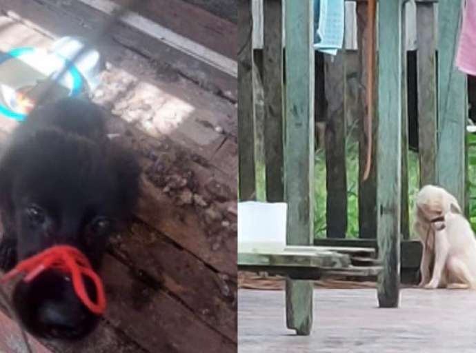 Homem que amarrou focinhos de cachorros é preso em flagrante no interior do Acre