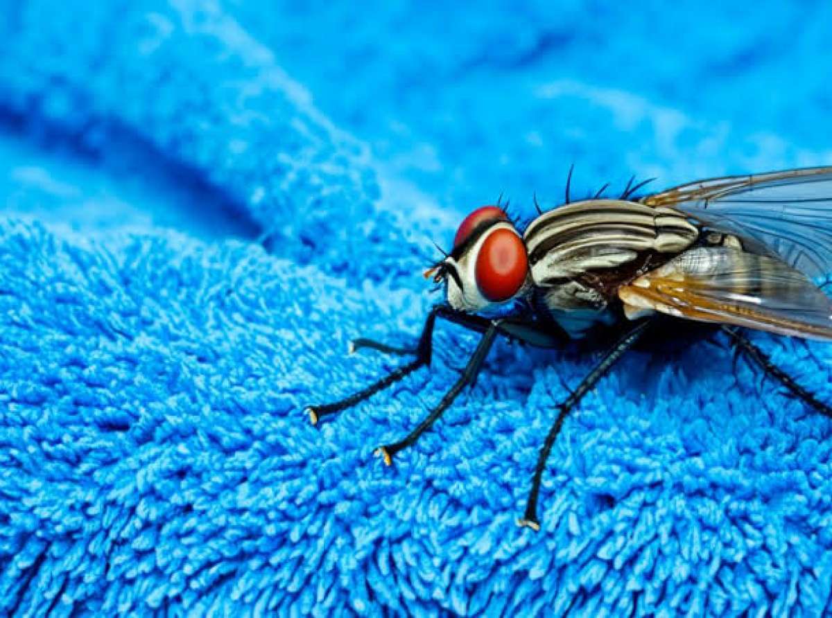 Moscas são atraídas pela cor azul; pesquisadores descobriram porquê